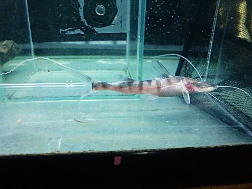 ゼブラキャット