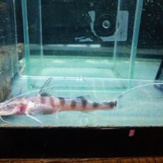 ゼブラキャット②　２０２５年１２月２３日入荷