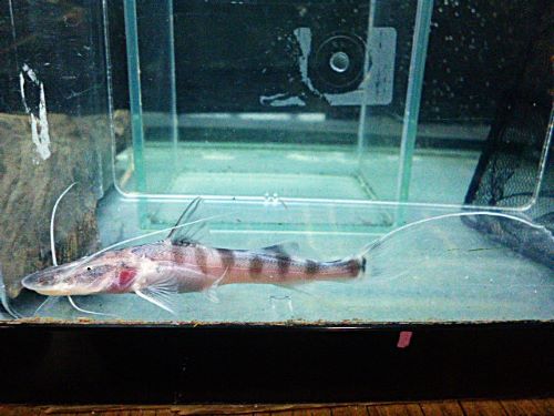 ゼブラキャット②　２０２５年１２月２３日入荷