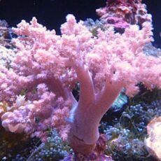 チヂミトサカ　パープル　２０２５年１２月２８日撮影