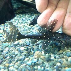 アグアプレコ②　　２０２５年７月２日入荷