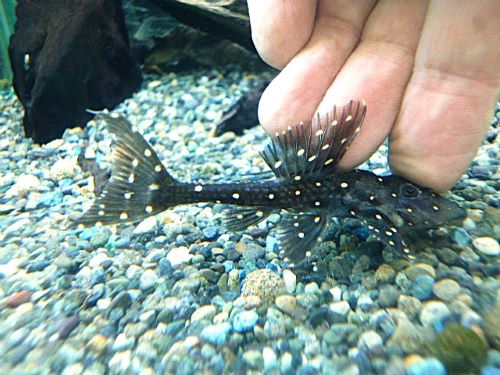 アグアプレコ②　　２０２５年７月２日入荷