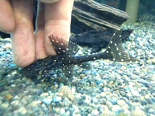 アグアプレコ② 2025年7月2日入荷 アグアプレコ