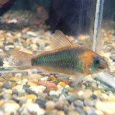 コリドラス　スーパーエクエス　２０２５年１２月９日入荷