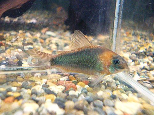 コリドラス　スーパーエクエス　２０２５年１２月９日入荷