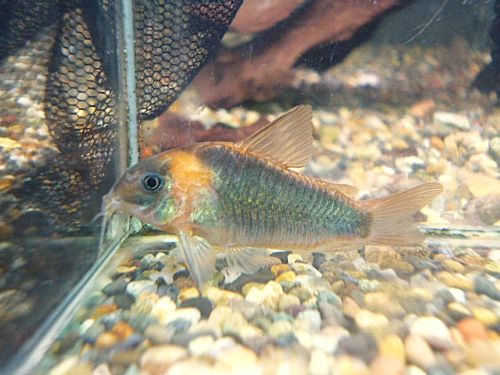 コリドラス　スーパーエクエス