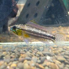 アピスト　ビタエニアータ　ペア　２０２５年１２月２３日入荷