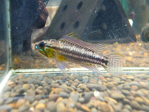 アピスト　ビタエニアータ　ペア　２０２５年１２月２３日入荷