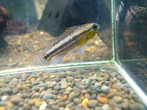 ビタエニアータ