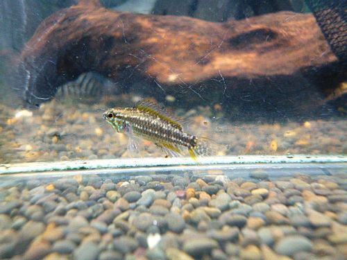 ビタエニアータ