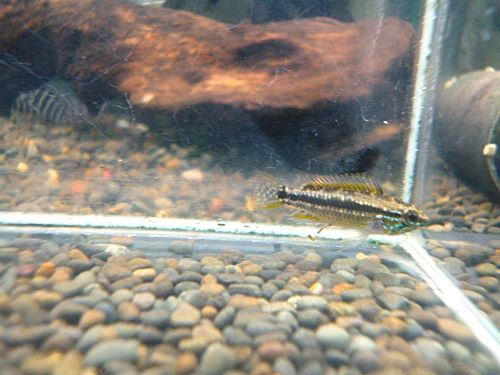 ビタエニアータ