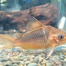 コリドラス　パンタナルエンシス　２０２５年１２月２７日入荷