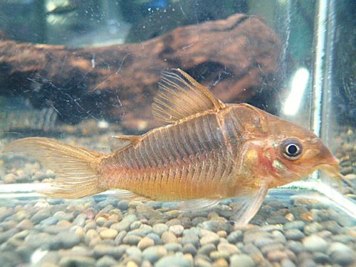 コリドラス　パンタナルエンシス　２０２５年１２月２７日入荷