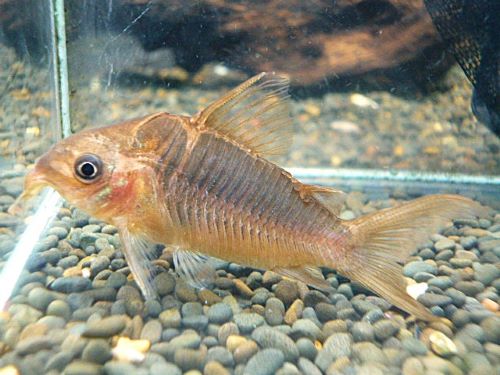 コリドラス　パンタナルエンシス