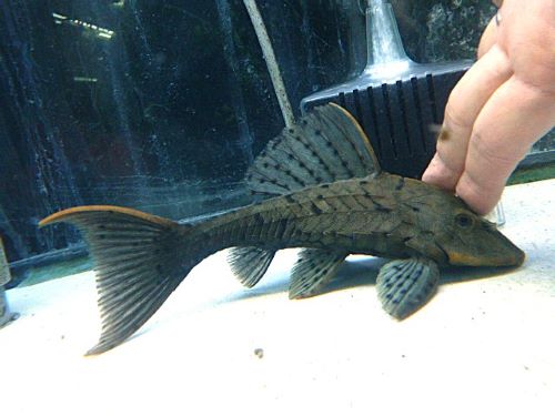 オレンジフィンアーマードプレコ