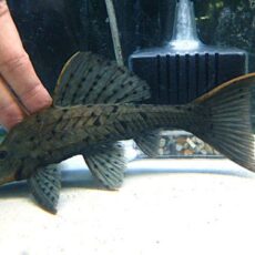 オレンジフィンアーマードプレコ　２０２５年１２月１１日入荷