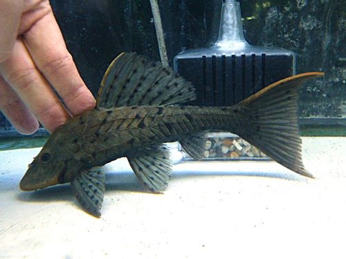 オレンジフィンアーマードプレコ　２０２５年１２月１１日入荷