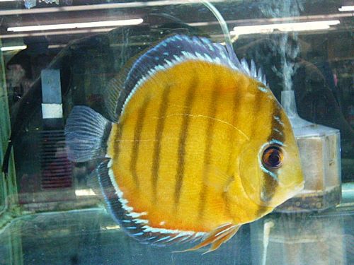 レッド・ディスカス