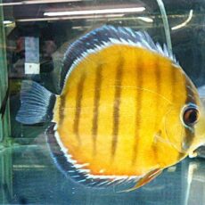 ＷＩＬＤクリペア　レッドディスカス　２０２５年１２月１１日入荷