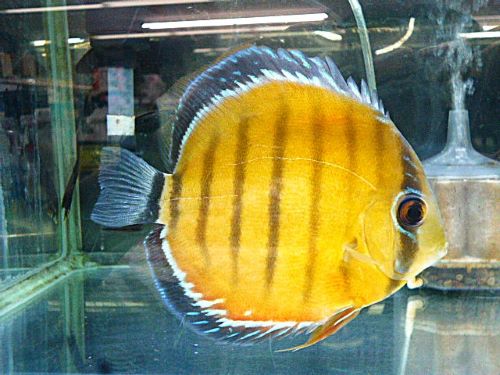 ＷＩＬＤクリペア　レッドディスカス　２０２５年１２月１１日入荷