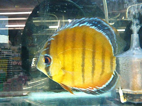 レッド・ディスカス