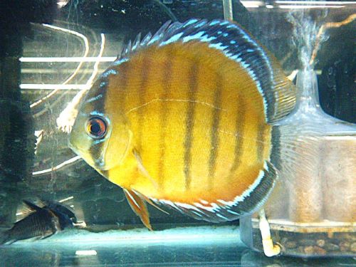 レッド・ディスカス