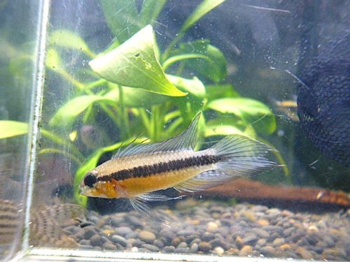 アピスト　エリザベサエ　スーパーレッド　ペア②　２０２５年１２月２３日入荷