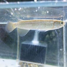 スポッテッドバラムンディ　２０２５年１２月２７日入荷