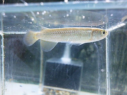 スポッテッドバラムンディ　２０２５年１２月２７日入荷