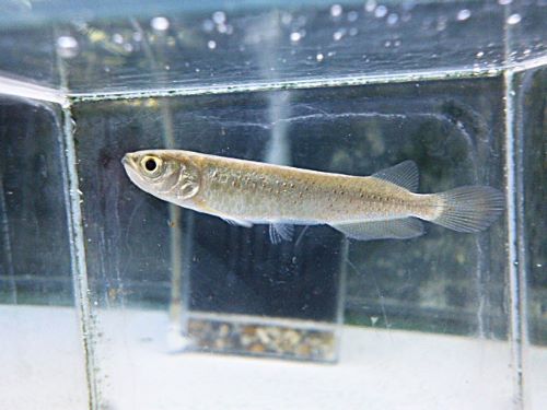 スポッテッドバラムンディ