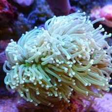 フラワーコーラル　メタグリーン　２０２５年１２月２９日撮影