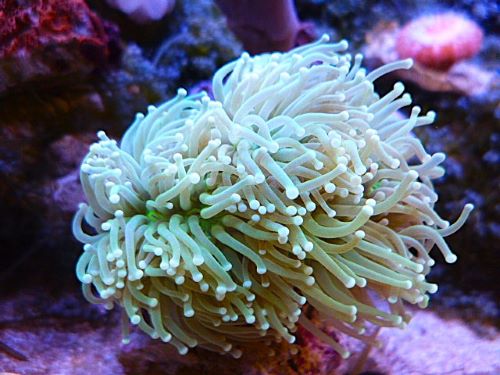 フラワーコーラル　メタグリーン　２０２５年１２月２９日撮影