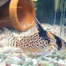 コリドラス　ショートノーズキンチャン　２０２５年１２月２３日入荷