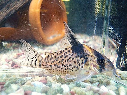 コリドラス　ショートノーズキンチャン　２０２５年１２月２３日入荷