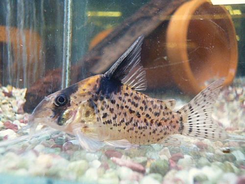 コリドラス　ショートノーズキンチャン