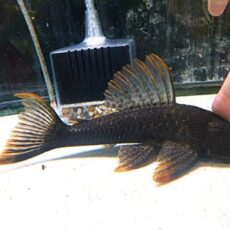 ヒポストムス　asperatus　　２０２５年１２月２３日入荷