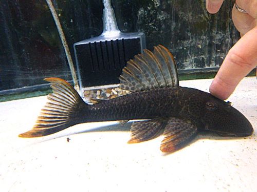 ヒポストムス　asperatus　　２０２５年１２月２３日入荷