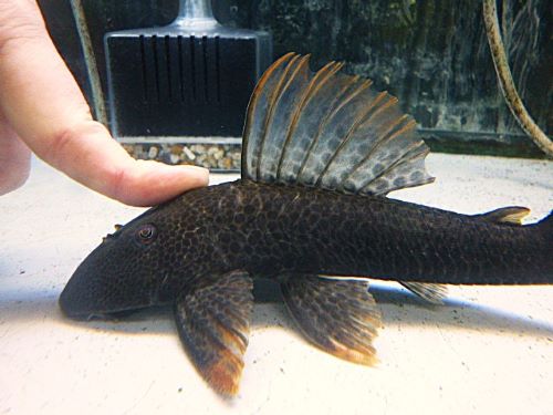 ヒポストムスasperatus