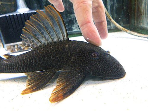 ヒポストムスasperatus