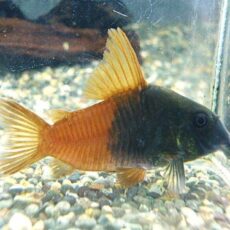 コリドラス　バイカラーコンコロール①　２０２５年１２月２５日入荷