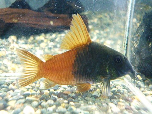 コリドラス　バイカラーコンコロール①　２０２５年１２月２５日入荷