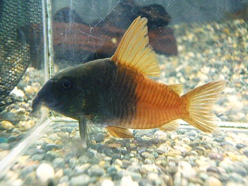 コリドラス　バイカラーコンコロール