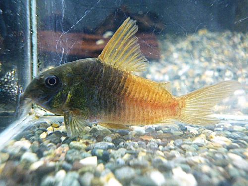 コリドラス　バイカラーコンコロール