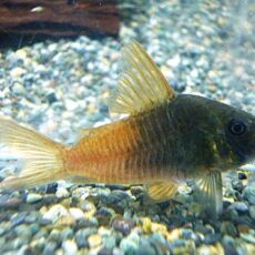 コリドラス　バイカラーコンコロール②　２０２５年１２月２５日入荷