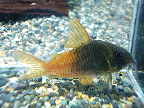 コリドラス　バイカラーコンコロール②　２０２５年１２月２５日入荷