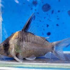 コリドラス　レセックス　2025年入荷！