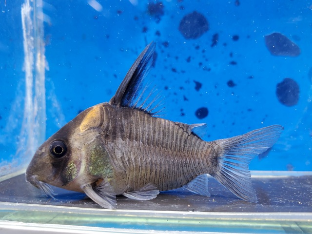 コリドラス　レセックス　2025年入荷！