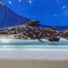 キボシドットカイザードラス　2025年入荷！