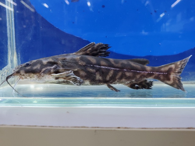 キボシドットカイザードラス　2025年入荷！