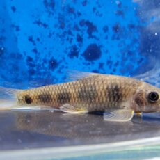 セブンドットガラ　2025年12月入荷！